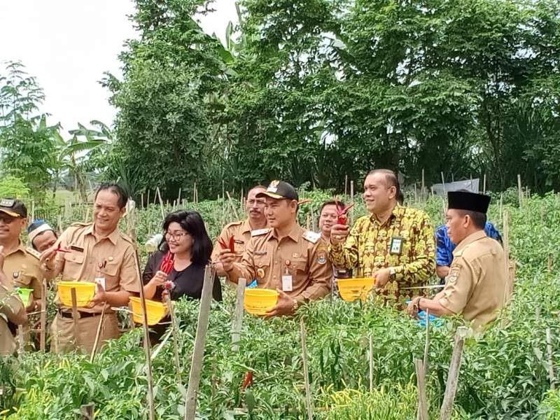 Di Kronjo, Wakil Bupati Tangerang Panen Raya Cabai