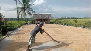 Kalangan Petani Padi Sawah, Kabupaten Lebak Semakin Meningkat Pendapatannya