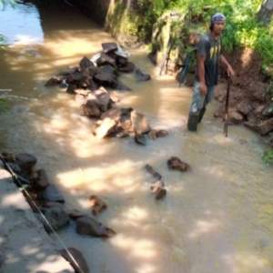 Proyek Tanpa Identitas Muncul Di Sungai Kirana Kecamatan Solear