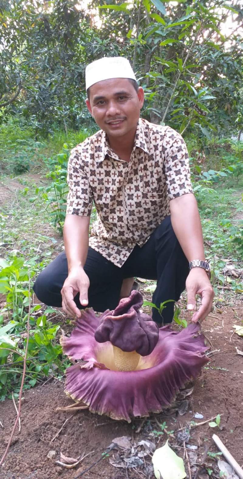 Heboh, Bunga Rafflesia Tumbuh di Kemiri