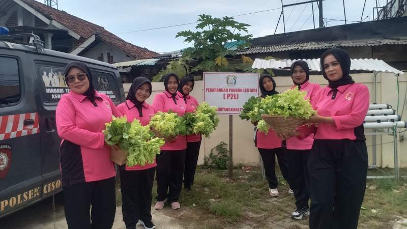 Ibu Bhayangkari Ranting Cisoka Sukses Panen Sayuran