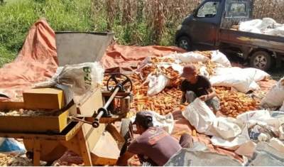 Petani Jagung Lebak Bertumpu pada Bulog, Harapan Kesejahteraan di Tengah Upaya Swasembada Nasional