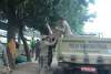 Satpol PP Kota Tangerang Tertibkan PKL di Sepanjang Jalan M.H. Thamrin Kebon Nanas