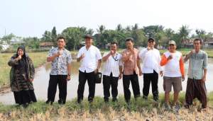 Demplot Padi Sawah di Desa Pangejahan Jadi Percontohan Penguatan Program Desa Mandiri Pangan