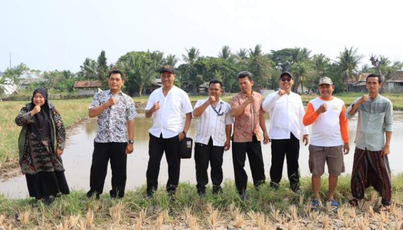 Demplot Padi Sawah di Desa Pangejahan Jadi Percontohan Penguatan Program Desa Mandiri Pangan