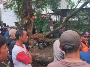 Sedang Parkir di Bahu Jalan Motor Ojol Tertimpa Pohon Tumbang