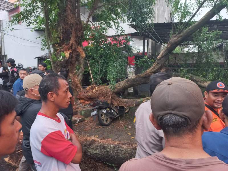 Sedang Parkir di Bahu Jalan Motor Ojol Tertimpa Pohon Tumbang