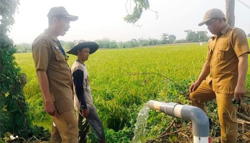 Pemkab Tangerang Perkuat Mitigasi Sektor Pertanian dan memastikan Produksi Padi tersedia di tengah Musim Kemarau