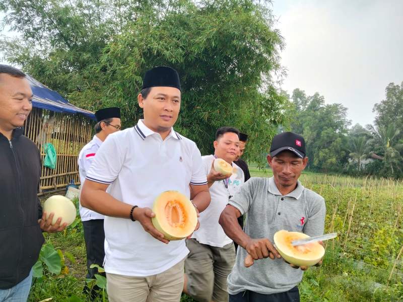 Panen Perdana Melon Desa Bojongloa Sukses, Kades Jusepta Rogoh Dana Pribadi Rp80 Juta