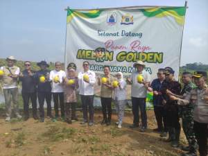 Panen 30 Ton Golden Melon, Bupati Hasbi Tegaskan Lebak Harus Jadi Penopang Ketahanan Pangan Nasional