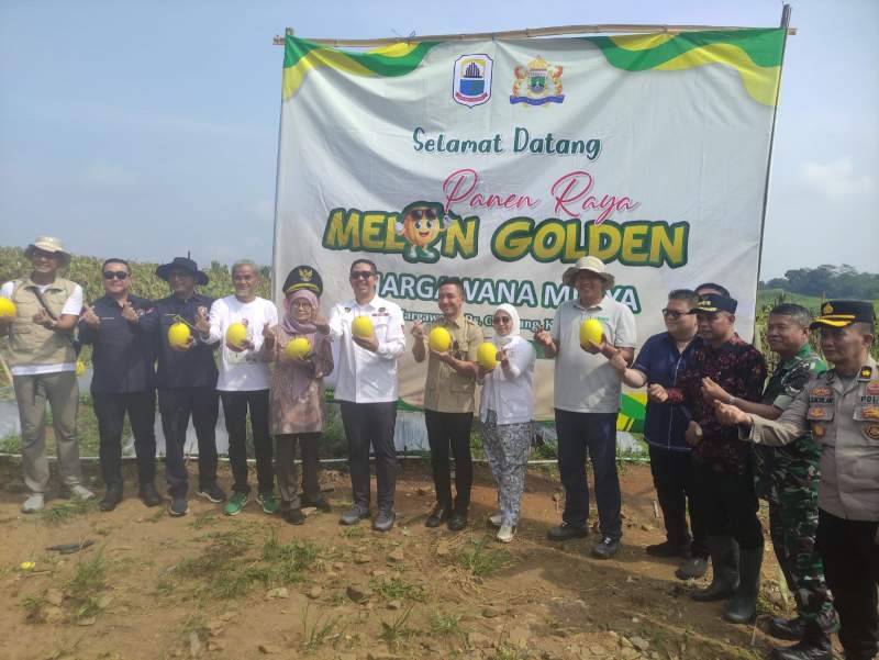 Panen 30 Ton Golden Melon, Bupati Hasbi Tegaskan Lebak Harus Jadi Penopang Ketahanan Pangan Nasional