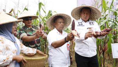 Bupati Tangerang Dorong Diversifikasi Pangan Lokal melalui Panen Bersama Jagung Pulut