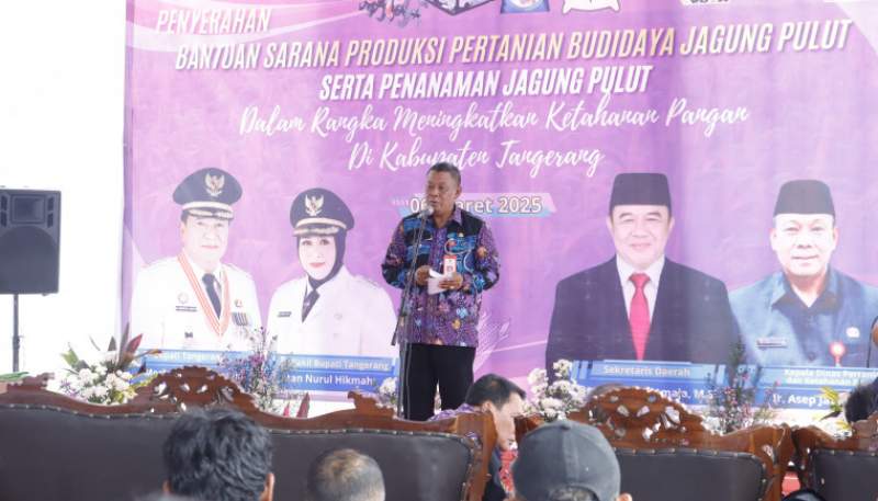 Optimalkan Lahan Produktif, DPKP Tanam Jagung Pulut di Desa Kaliasin