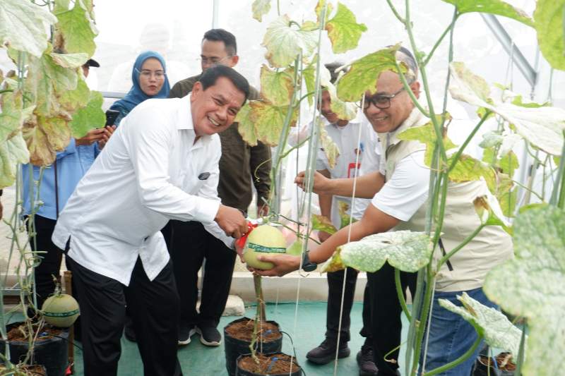 Bupati Tangerang Resmikan Greenhouse dan Panen Perdana Melon di Desa Sodong