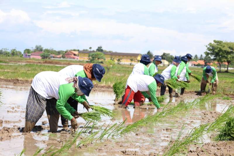 Provinsi Banten Targetkan 38.000 Hektar Lahan Padi, Tanam Serentak Dimulai di Tangerang