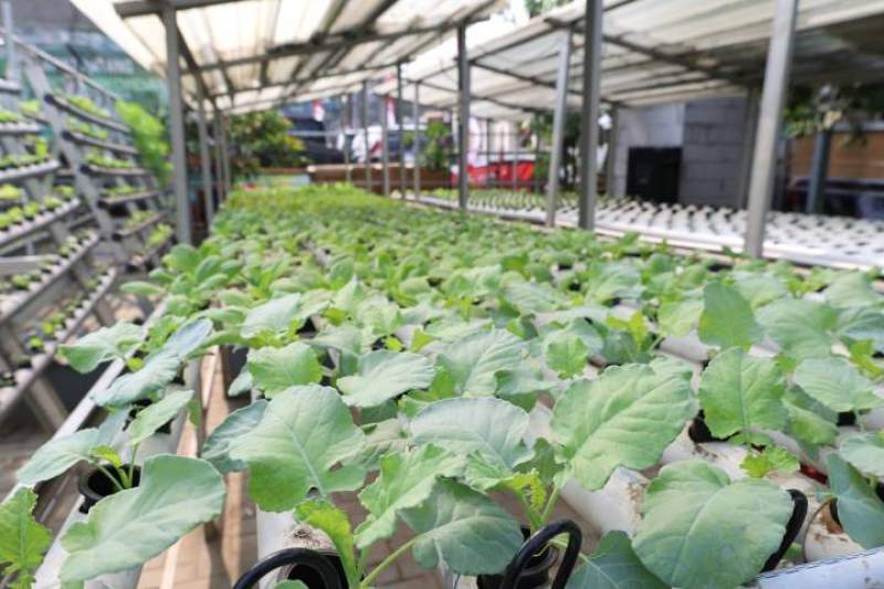 Sasar Peluang Usaha Pertanian Perkotaan, BLK Kota Tangerang Segera Buka Pelatihan Hidroponik
