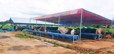 Uweng CS Hadirkan Sapi Kurban Berkualitas, Beli Sapi Dapat Kambing