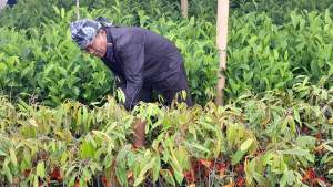 PUB Gelar Baduy Lestari dan Milad ke-8, Siapkan 70.000 Bibit Tanaman untuk Penghijauan Kawasan Baduy