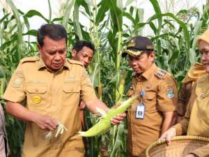 Bupati Tangerang Panen Jagung Pulut di Sukamulya
