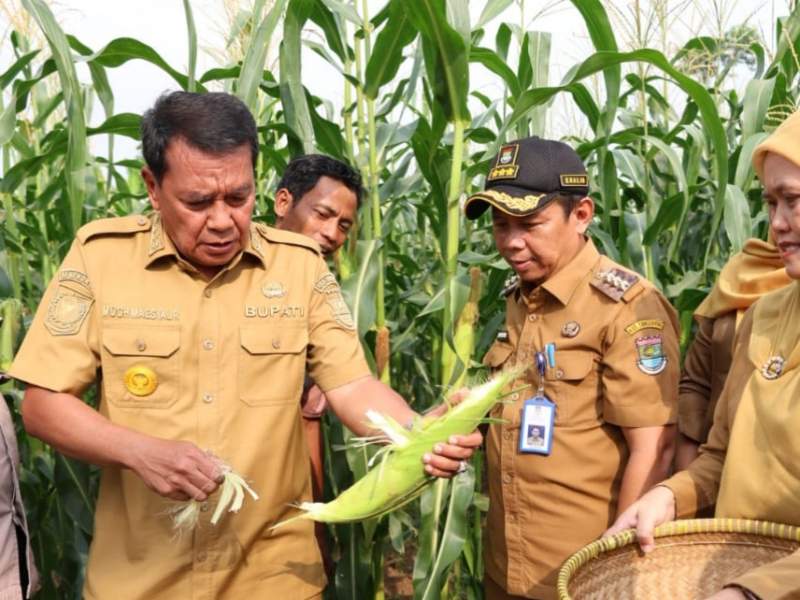 Bupati Tangerang Panen Jagung Pulut di Sukamulya
