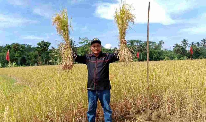 Anang Janur Memimpin Panen Raya Petani Milenial di Kecamatan Jampangkulon