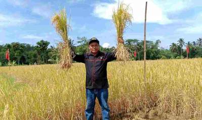 Anang Janur Memimpin Panen Raya Petani Milenial di Kecamatan Jampangkulon