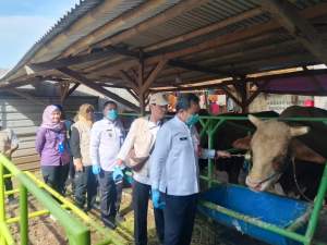 Bupati Maesyal Pastikan Hewan Kurban di Kabupaten Tangerang Sehat dan Aman Jelang Idul Adha 1447 H