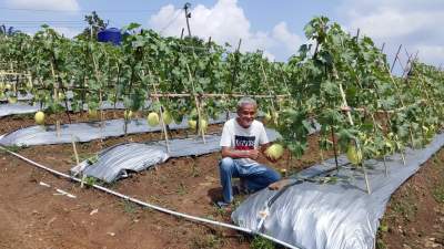 Panen Perdana Melon Premium di Lebak Siap Digelar, Target Produksi Capai 30 Ton