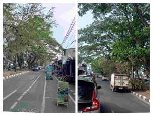 Warga Keluhkan Ranting Pohon Terlalu Rindang di Jalan TMT Taruna, Minta Dinas Terkait Segera Bertindak