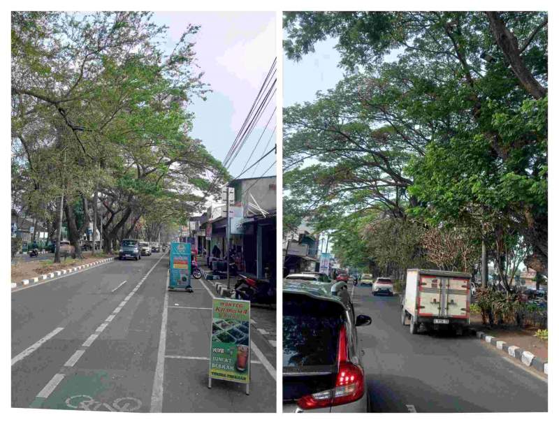 Warga Keluhkan Ranting Pohon Terlalu Rindang di Jalan TMT Taruna, Minta Dinas Terkait Segera Bertindak