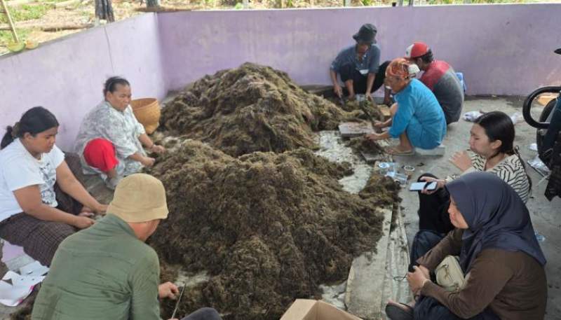 Pemkab Tangerang Gandeng BRIN Riset Peningkatan Produksi Padi Sawah di Mekar Jaya Sepatan