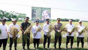 Capai Target Optimal, Bupati dan Wakil Bupati Tangerang Ikut Panen Padi Serentak di 14 Provinsi