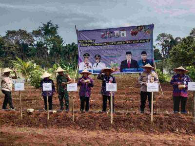 Wakil Bupati Intan Nurul Hikmah Menyerahkan Bantuan Sarana Produksi Kunyit dan Jahe Merah di Kelompk Tani Sodong Pulo Desa Sodong  Kecamatan Tigaraksa