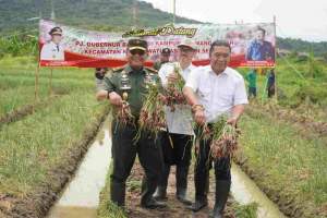 Brigjen TNI Tatang Subarna Di Banten Bisa Panen Bawang Merah