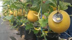 Perdana Panen, Greenhouse Tabania Farm Jadi Destinasi Wisata Petik Melon