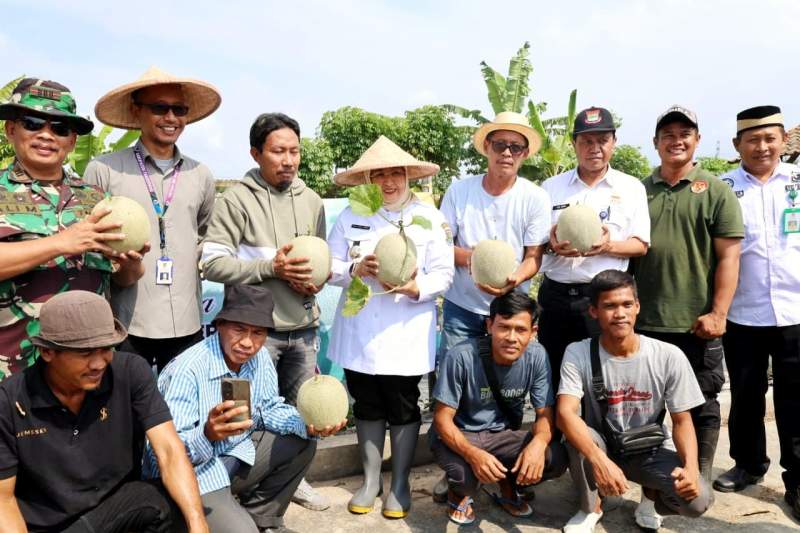 Panen Melon Sukses di Tangerang, Wabup Intan Apresiasi Petani Mandiri