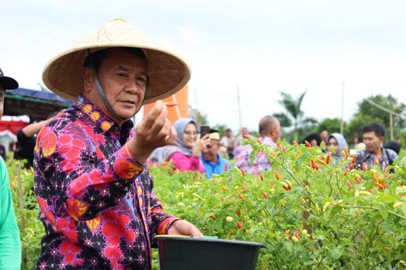 Bupati Tangerang Panen Raya Cabai Bersama Kelompok Tani Berenuk Desa Kemuning Kecamatan Legok