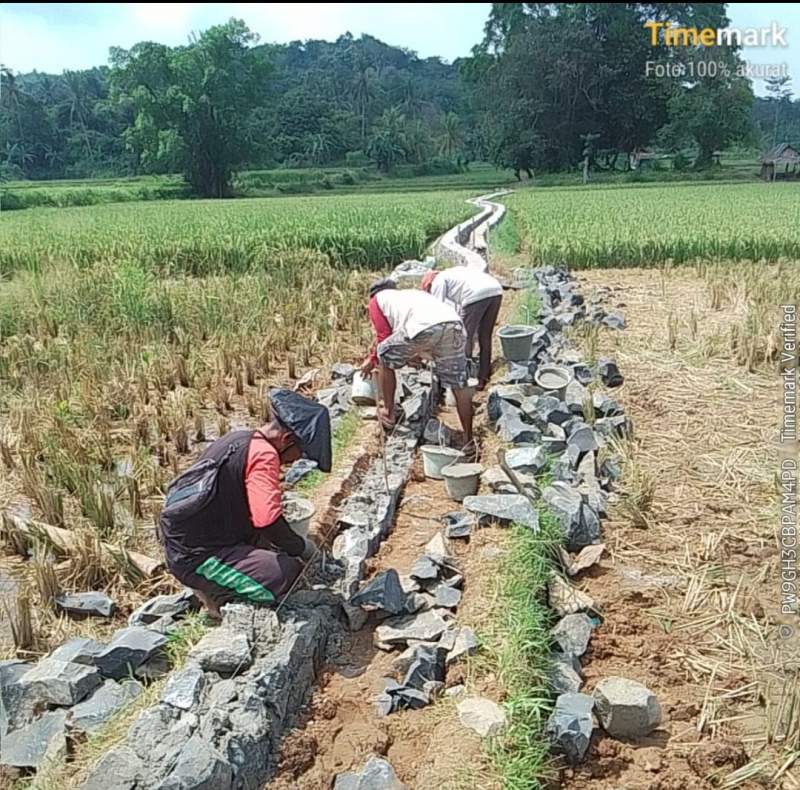 Diduga Menyimpang, Proyek P3-TGAI di Desa Kumpay Lebak Disorot
